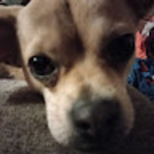 Meet your Posher, Ben